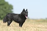 SCHIPPERKE 136